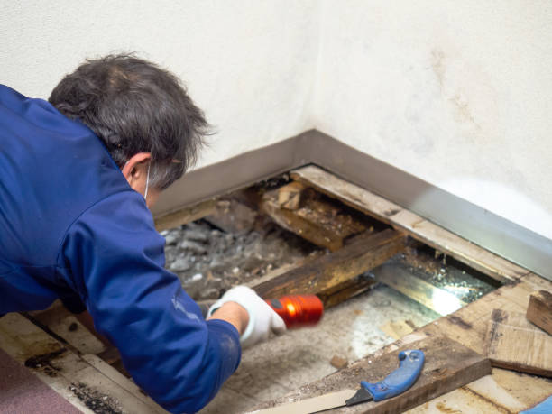 Best Residential Mold Remediation in Zebulon, GA