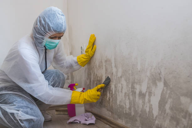 Best Residential Mold Remediation in Zebulon, GA