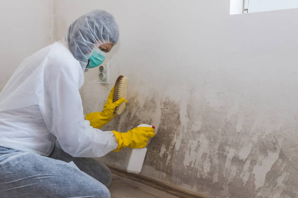 Best Crawl Space Mold Remediation in Zebulon, GA