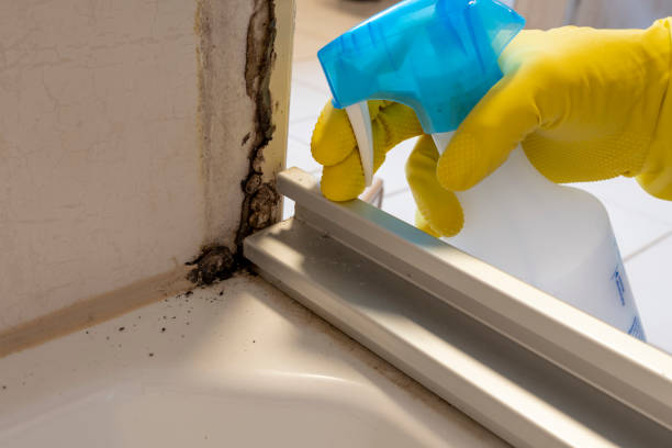 Best Bathroom Mold Remediation in Zebulon, GA