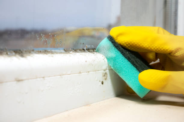 Best Kitchen Mold Remediation in Zebulon, GA
