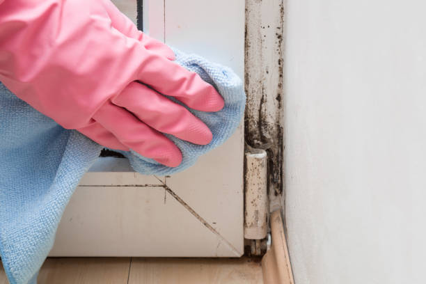Best HVAC Mold Remediation in Zebulon, GA